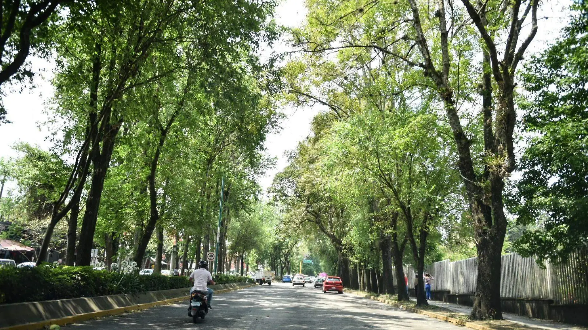 XALAPA VERDE